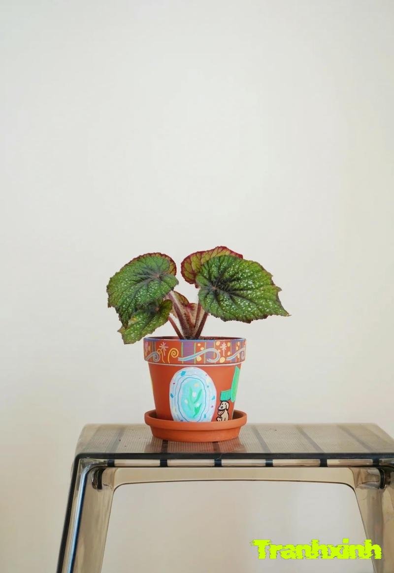trang trí chậu cây tái chế