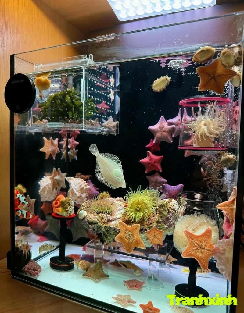 trang trí hồ cá ngoài trời