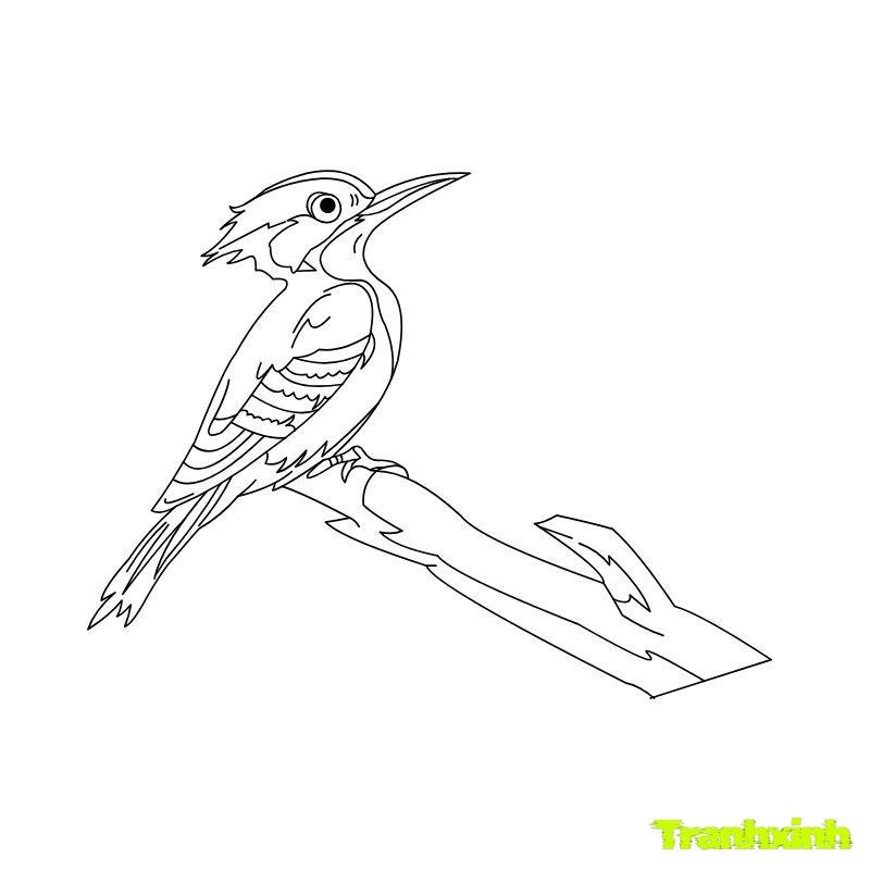 tranh tô màu con chim hd