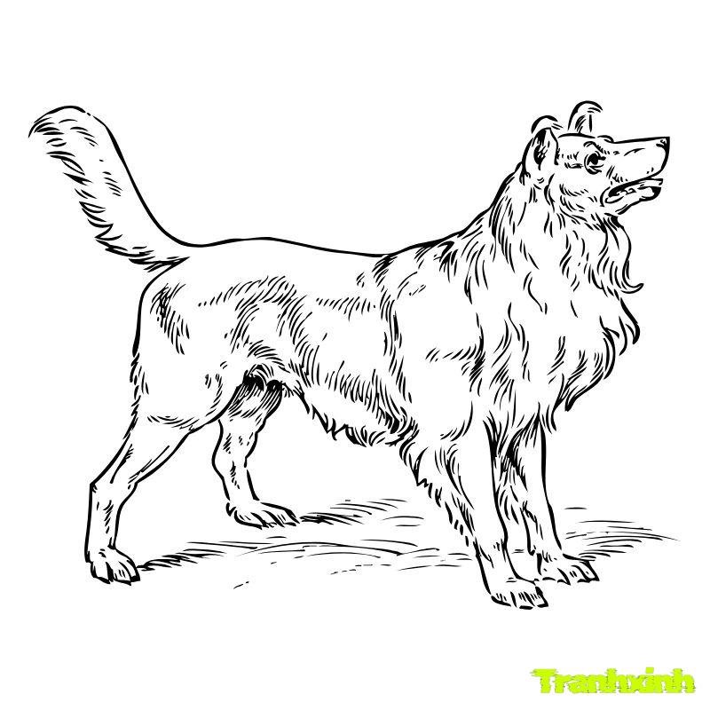 tranh tô màu con chó béc dê