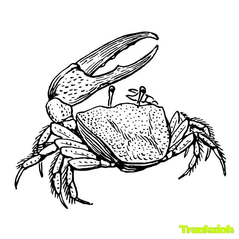 tranh tô màu con cua càng