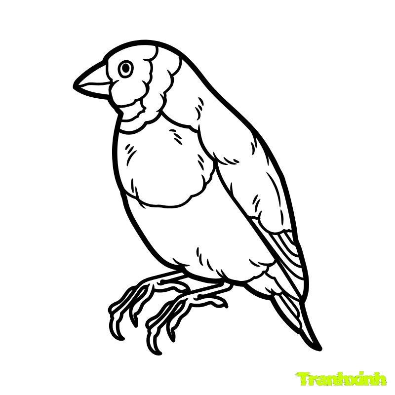 tranh tô màu con đại bàng