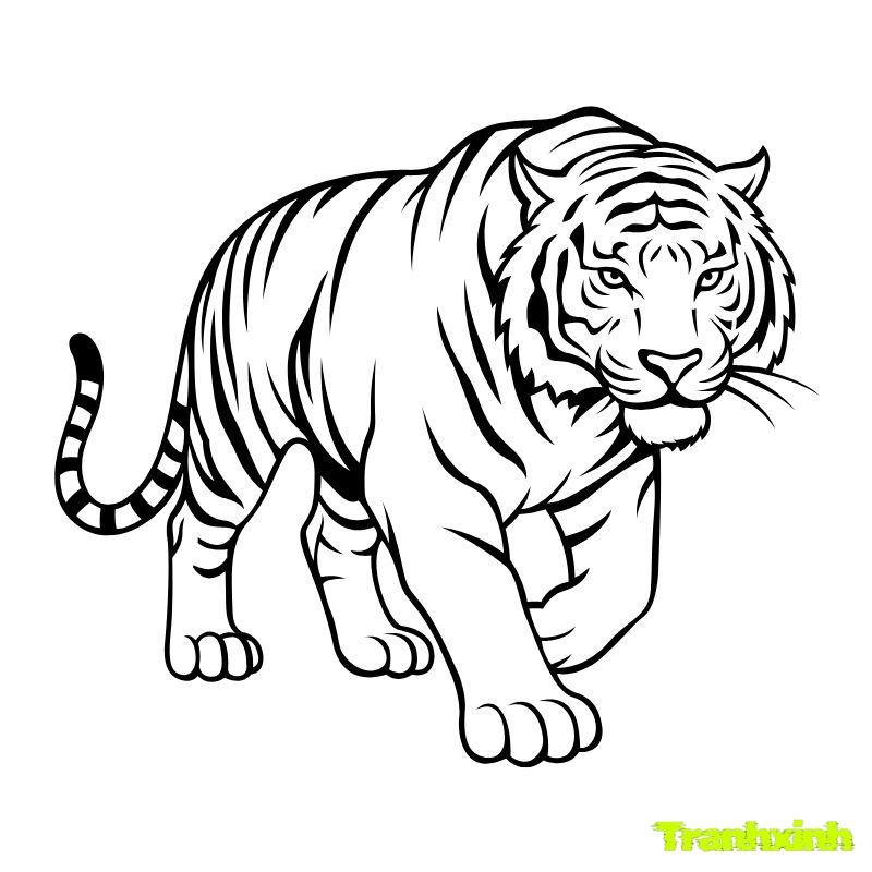 tranh tô màu con hổ giữa