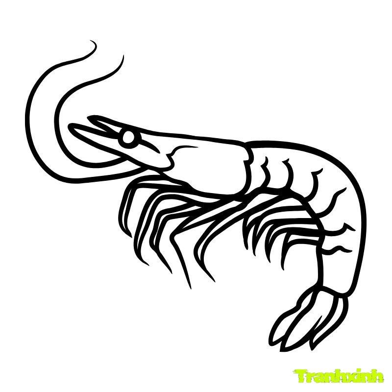 tranh tô màu con tôm 8k