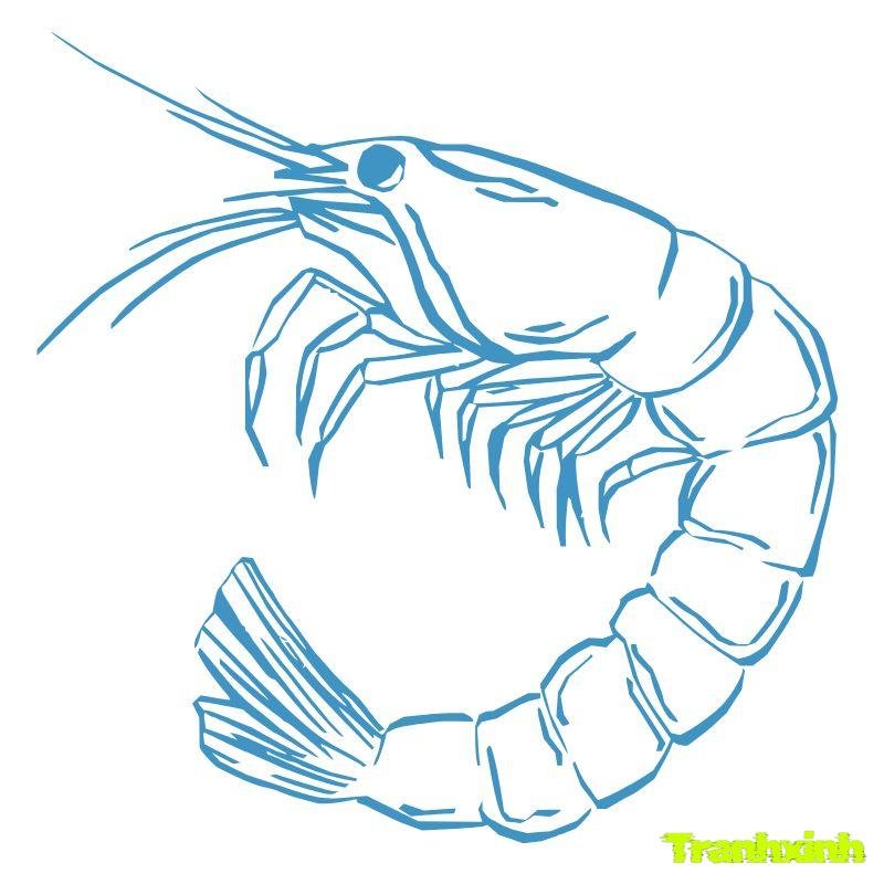 tranh tô màu con tôm càng xanh