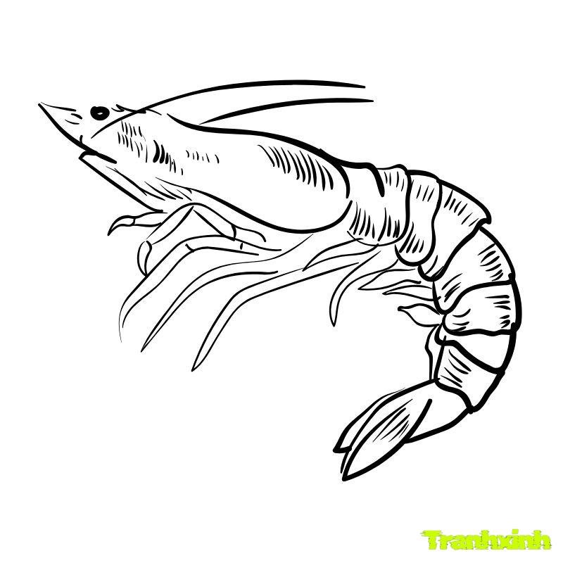 tranh tô màu con tôm full hd