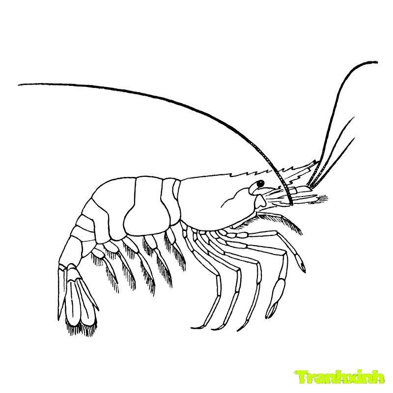 tranh tô màu con tôm hùm