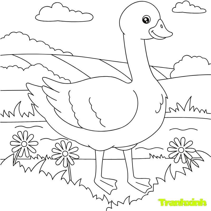 tranh tô màu con vịt bàu